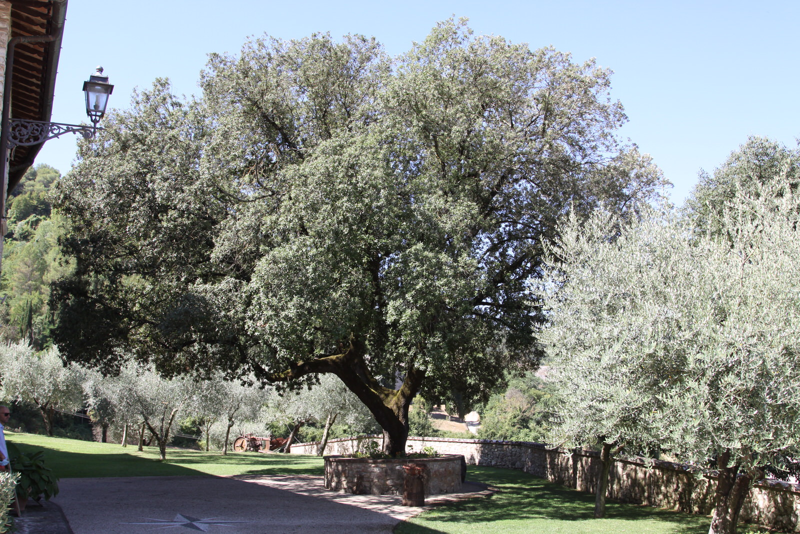 onoranze-funebri-silvestri-arrone-terni-3